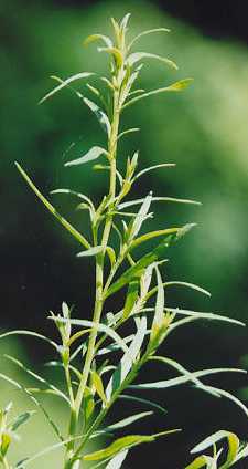 tarragon herb